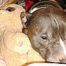 dog, stuffed_animal, plush_toy, cuddling, sleeping, close_up, pet, brown_fur, white_markings, floppy_ears, snout, eyes, bed, blanket, indoors, cozy, cute, companion, flash_photography, portrait