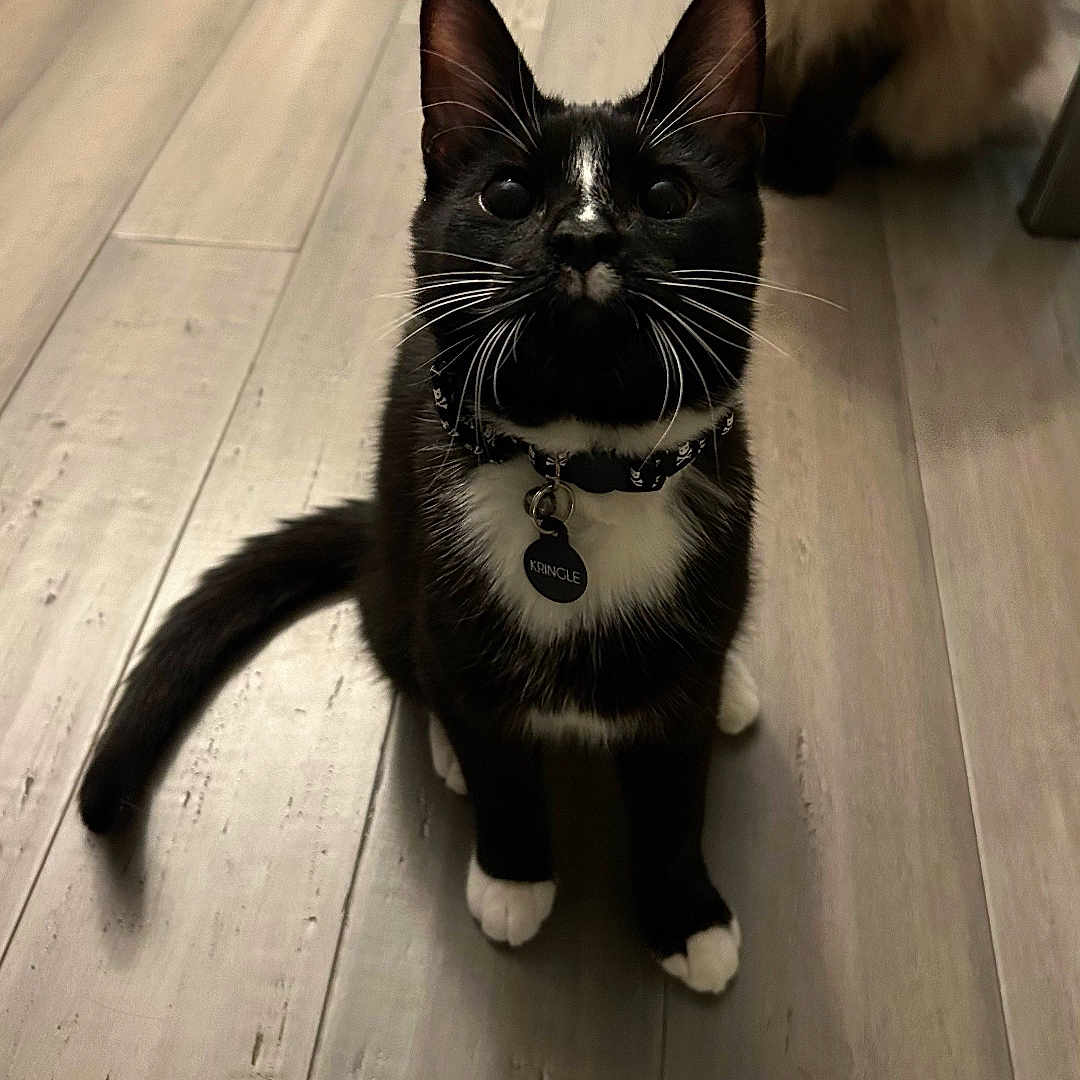 Kringle joined the competition — help win amazing prizes! animal, background_cat, black_fur, cat, collar, curious, cute, domestic, feline, flooring, fluffy, indoor, pet, portrait, sitting, tag, tuxedo_cat, whiskers, white_paws, wood_floor