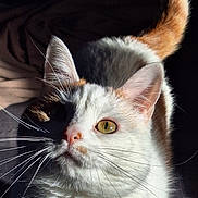 Rockette participe au concours pour gagner de l'argent avec cette photo : cat, pet, animal, whiskers, orange, white, fur, tail, portrait, closeup, sunlight, shadow, indoor, cute, mammal, face, ears, nose, eyes, feline