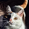 animal, cat, closeup, cute, ears, eyes, face, feline, fur, indoor, mammal, nose, orange, pet, portrait, shadow, sunlight, tail, whiskers, white