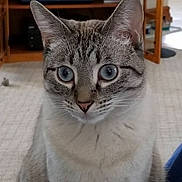 Orie Maverick joined the competition — help win amazing prizes! cat, animal, blue_eyes, close_up, feline, fur, indoor, pet, portrait, tabby, whiskers, curious, looking, ears, face, domestic_animal, carpet, furniture, home, soft_light