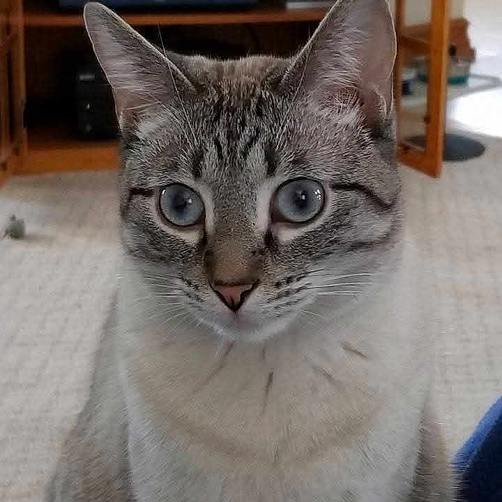 Orie Maverick joined the competition — help win amazing prizes! cat, animal, blue_eyes, close_up, feline, fur, indoor, pet, portrait, tabby, whiskers, curious, looking, ears, face, domestic_animal, carpet, furniture, home, soft_light