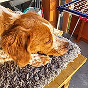 Aiden participe au concours pour gagner de l'argent avec cette photo : balcony, brown, closeup, cozy, dog, drying_rack, ear, fluffy_rug, fur, household_items, nose, outdoor, paw, pet, relaxed, resting, sleeping, sunlight, white, wooden_table