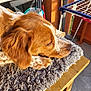 balcony, brown, closeup, cozy, dog, drying_rack, ear, fluffy_rug, fur, household_items, nose, outdoor, paw, pet, relaxed, resting, sleeping, sunlight, white, wooden_table
