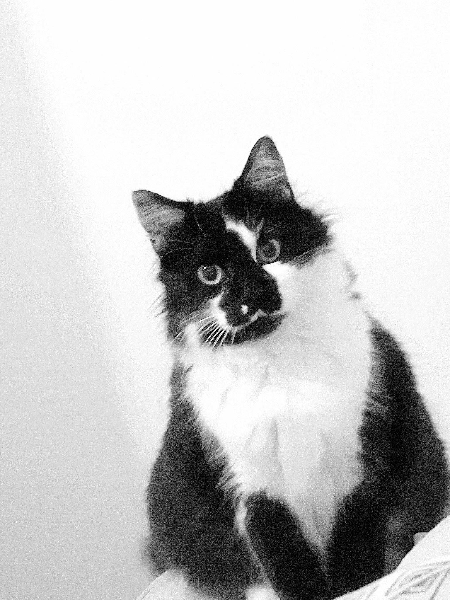 Gribouille participe au concours pour gagner de l'argent avec cette photo : carnivore, cat, domestic_short_haired_cat, felidae, formal_wear, fur, monochrome, monochrome_photography, paw, sitting, small_to_medium_sized_cats, snout, tail, whiskers, window