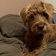 Mabel joined the competition — help win amazing prizes! animal, bed, brown_fur, canine, cozy, cute, dog, domestic_animal, ears, fur, indoor, laying, looking, muzzle, paws, pet, relaxed, resting, sleepy, whiskers