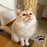 cat, kitten, fluffy, cream_fur, ginger_fur, white_fur, blue_eyes, face, whiskers, ears, sitting, indoors, home, scratching_post, cat_mat, paw_print, wood_floor, carpet, portrait, pet
