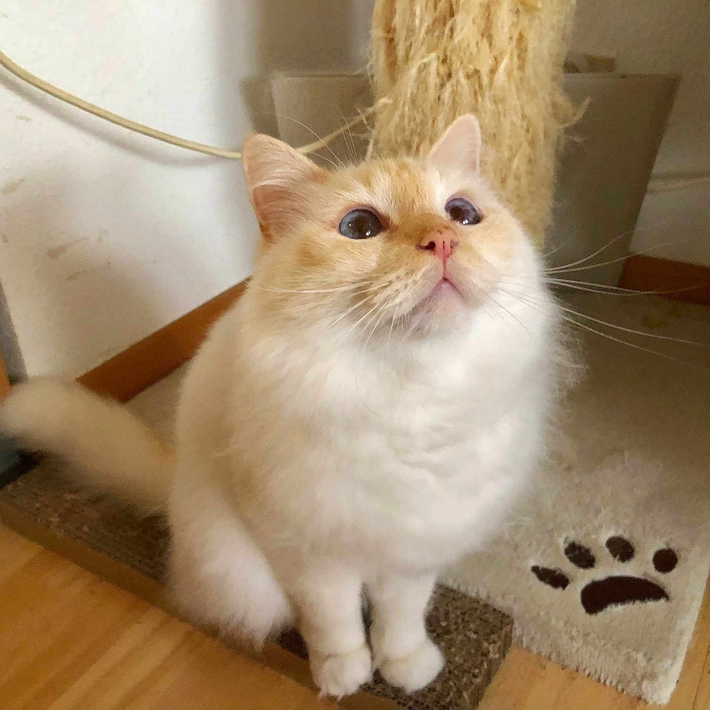 Petit Coeur