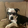Annabelle joined the competition — help win amazing prizes! dog, sunglasses, couch, pet, canine, black_and_white, indoor, relaxed, laying_down, fur, paw, nose, ears, collar, home, comfort, animal, portrait, mammal, companion
