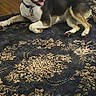 Annabelle is registered to the contest to win money with this photo: dog, indoor, carpet, wooden_floor, pet, relaxed, black_and_white, tongue_out, collar, shelf, book, paper, floor, furniture, home, animal, canine, resting, domestic, cute