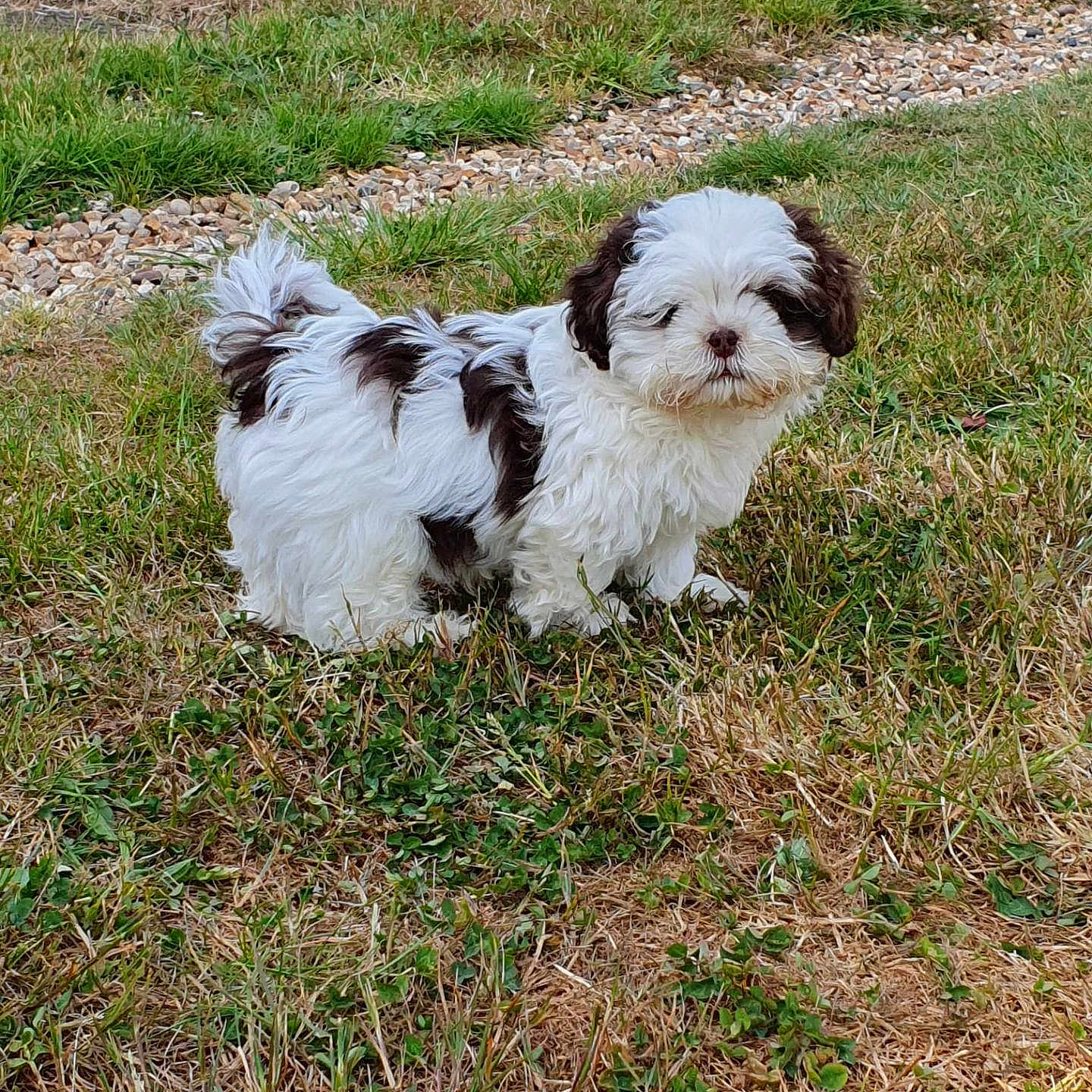Bentley is registered to the contest to win money with this photo: adorable, animal, black_and_white, curious, cute, daylight, dog, fluffy, fur, grass, grass_patch, ground, mammal, nature, outdoor, pet, puppy, small_dog, walking, young