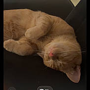 Geogre joined the competition — help win amazing prizes! cat, ginger_cat, sleeping, resting, indoor, feline, pet, animal, fur, whiskers, paw, relaxed, closeup, smartphone_screen, digital_interface, black_background, cute, domestic_cat, portrait, cozy