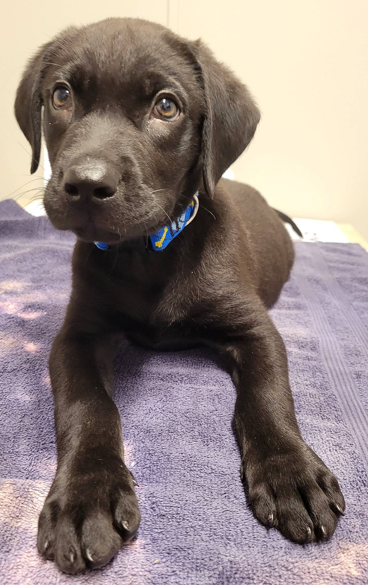 Titan joined the competition — help win amazing prizes! borador, canidae, carnivore, collar, companion_dog, dog, dog_breed, dog_collar, fawn, fur, gun_dog, hunting_dog, liver, sporting_group, terrestrial_animal, whiskers, working_animal