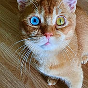 Gizmo is registered to the contest to win money with this photo: cat, orange_cat, heterochromia, blue_eye, yellow_eye, whiskers, close_up, pet, animal, floor, wooden_floor, cute, feline, domestic_cat, looking_up, fur, face, indoor, portrait, curious