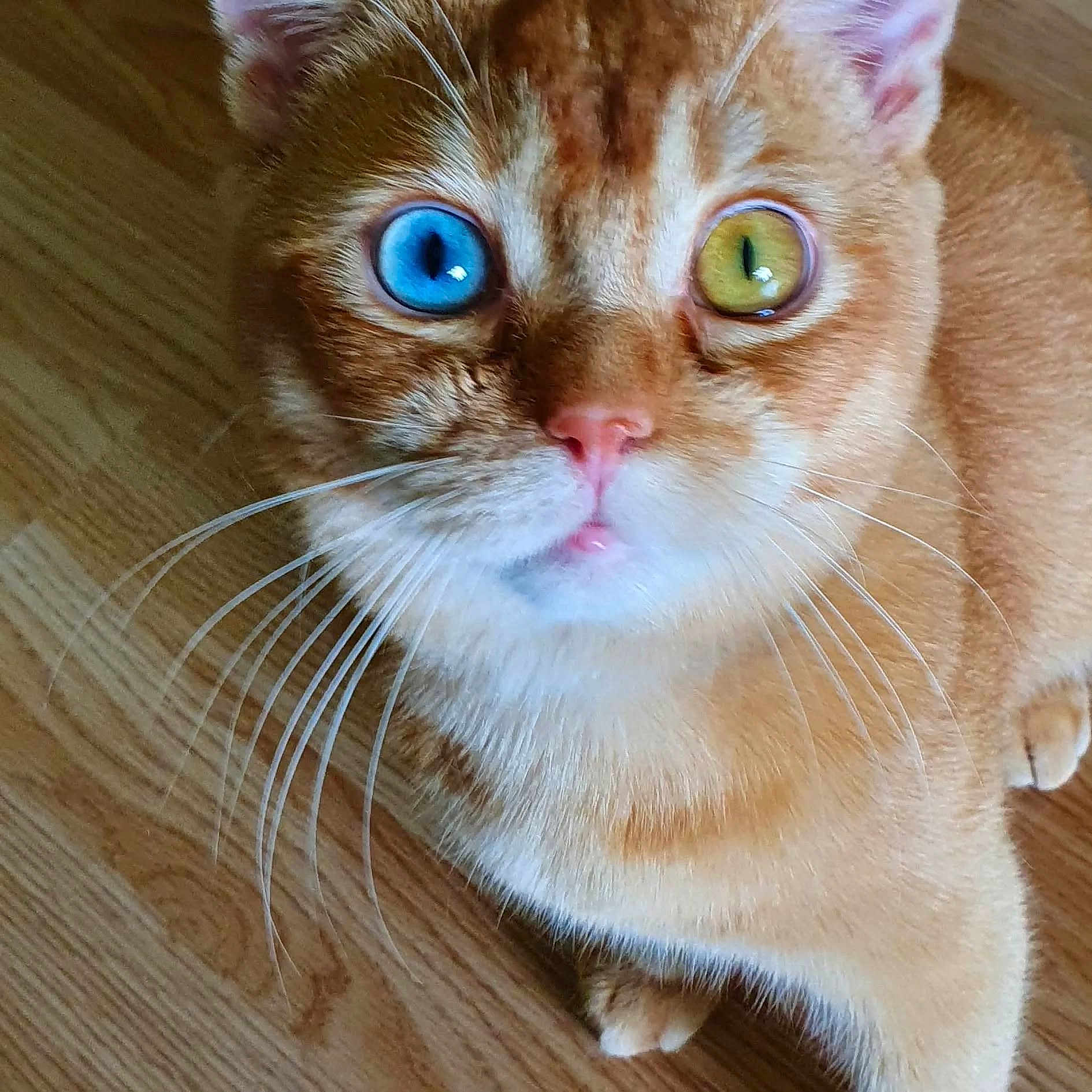 Gizmo is registered to the contest to win money with this photo: animal, blue_eye, cat, close_up, curious, cute, domestic_cat, face, feline, floor, fur, heterochromia, indoor, looking_up, orange_cat, pet, portrait, whiskers, wooden_floor, yellow_eye