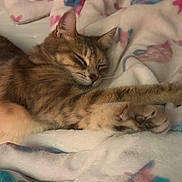 Cindy is registered to the contest to win money with this photo: animal, bedroom, blanket, cat, comfort, cozy, cute, domestic, feline, fur, indoor, paw, pet, relaxation, resting, sleeping, soft, stretching, tabby, warm