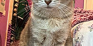 Cindy joined the competition — help win amazing prizes! animal, bedroom, cat, closeup, cozy, curious, domestic_animal, feline, floor, floral_bedding, fur, furniture, green_eyes, household, indoor, pet, portrait, purple_wall, sitting, whiskers