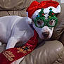 dog, white_dog, santa_hat, christmas_glasses, christmas_tie, festive, holiday, pet, animal, indoor, couch, beige_couch, accessories, glasses, tie, relaxed, portrait, funny, celebration, christmas