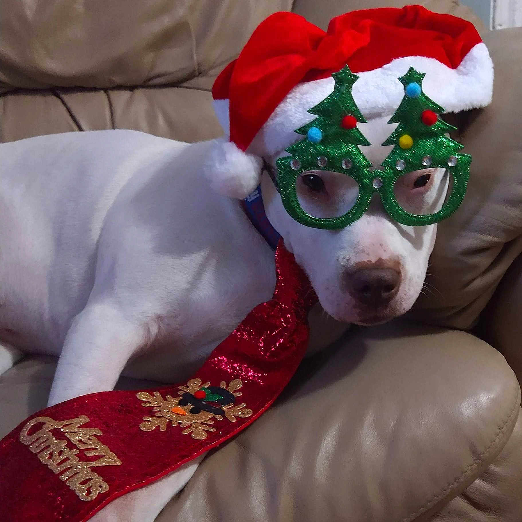 Buddy is registered to the contest to win money with this photo: accessories, animal, beige_couch, celebration, christmas, christmas_glasses, christmas_tie, couch, dog, festive, funny, glasses, holiday, indoor, pet, portrait, relaxed, santa_hat, tie, white_dog