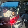 Buddy is registered to the contest to win money with this photo: accessory, animal, canine, car_interior, cowboy_hat, daylight, dog, domestic_animal, leather_seat, looking_out_window, pet, portrait, red_bandana, seat, seatbelt, side_view, sunlight, sunlit, vehicle, window