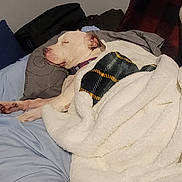 Buddy is registered to the contest to win money with this photo: bed, blanket, canine, collar, comfort, cozy, cushion, dog, domestic_animal, fur, fur_color_white, house, indoor, napping, peaceful, pillow, relaxation, rest, sleeping, soft
