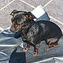 dog, small_dog, black_dog, brown_markings, pet, outdoor, sunlight, shadow, stone_floor, tile, relaxed, sitting, fur, ears, paw, canine, companion, animal, daylight, texture