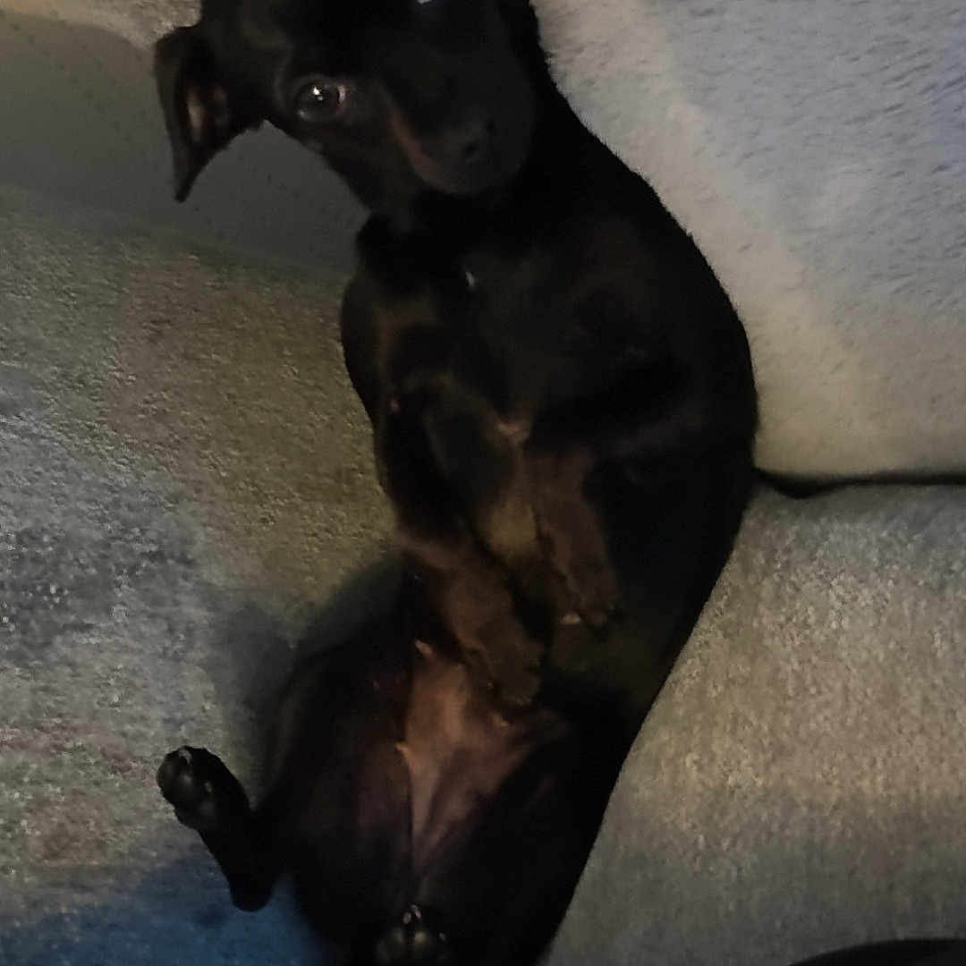 Naya participe au concours pour gagner de l'argent avec cette photo : animal, black_dog, blanket, canine, couch, cozy, dog, domestic_animal, ears, fur, furniture, indoor, looking_up, paw, pet, puppy, relaxed, sitting, small_dog, snout