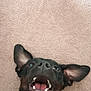 dog, black_dog, pet, happy, smiling, lying_down, carpet, ear, tongue, teeth, hand, scratch, close_up, domestic_animal, canine, playful, cute, animal_face, indoor, companion