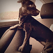 Naya a rejoint le concours — aidez-le/la à gagner de superbes lots ! dog, black_dog, car_interior, car_seat, window, pet, animal, looking_out_window, sepia_tone, alert, sitting, side_view, domestic_animal, indoors, cute, small_dog, furry, companion, travel, transport