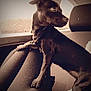 dog, black_dog, car_interior, car_seat, window, pet, animal, looking_out_window, sepia_tone, alert, sitting, side_view, domestic_animal, indoors, cute, small_dog, furry, companion, travel, transport