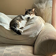 Missy is registered to the contest to win money with this photo: animal, cat, comfort, couch, cozy, curtain, cushion, domestic_cat, feline, furniture, home, indoor, living_room, peaceful, pet, relaxed, resting, soft_light, tabby_cat, window