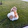 Zeus is registered to the contest to win money with this photo: dog, pomeranian, fluffy, pet, animal, grass, lawn, outdoor, suburban, sidewalk, leash, curious, small_dog, fur, tail, parked_cars, street, daytime, nature, quiet