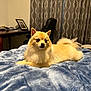 Zeus joined the competition — help win amazing prizes! dog, pomeranian, pet, indoor, bed, blanket, furniture, curtains, desk, photo_frame, fluffy, cute, animal, resting, home, cozy, calm, canine, fur, small_dog