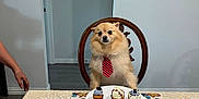 Zeus is registered to the contest to win money with this photo: dog, tie, chair, table, dessert, cupcake, plate, placemat, lace_tablecloth, indoor, person_arm, wooden_chair, wall_art, home_interior, floor, decor, small_dog, fluffy_dog, serious_expression, cute