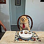 dog, tie, chair, table, dessert, cupcake, plate, placemat, lace_tablecloth, indoor, person_arm, wooden_chair, wall_art, home_interior, floor, decor, small_dog, fluffy_dog, serious_expression, cute