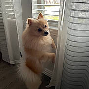 Zeus is registered to the contest to win money with this photo: dog, pomeranian, pet, indoor, window, curtains, sheer_curtains, floor, fur, standing, looking_out, natural_light, home, animal, cute, small_dog, fluffy, domestic_animal, curious, side_view