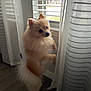 dog, pomeranian, pet, indoor, window, curtains, sheer_curtains, floor, fur, standing, looking_out, natural_light, home, animal, cute, small_dog, fluffy, domestic_animal, curious, side_view