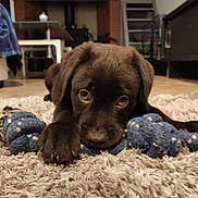 Siska participe au concours pour gagner de l'argent avec cette photo : puppy, dog, brown, rope_toy, carpet, indoor, floor, pet, cute, animal, playing, lying_down, closeup, fur, paw, looking_up, house, cozy, toy, domestic