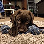 puppy, dog, brown, rope_toy, carpet, indoor, floor, pet, cute, animal, playing, lying_down, closeup, fur, paw, looking_up, house, cozy, toy, domestic