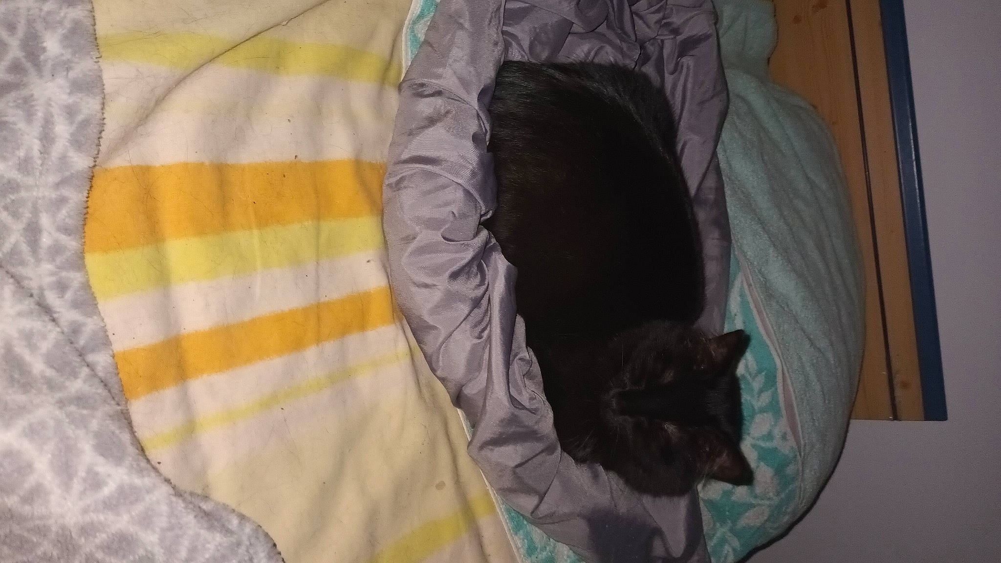 Nuit a rejoint le concours — aidez-le/la à gagner de superbes lots ! carnivore, cat, cat_supply, comfort, domestic_short_haired_cat, felidae, fur, grey, linens, pattern, plaid, room, sleeve, small_to_medium_sized_cats, t_shirt, tail, textile, whiskers