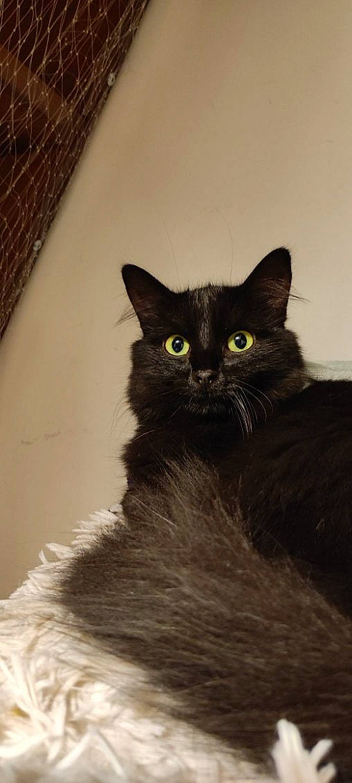 Nuit participe au concours pour gagner de l'argent avec cette photo : black_cat, bombay, carnivore, cat, domestic_short_haired_cat, felidae, fur, monochrome_photography, small_to_medium_sized_cats, snout, tail, terrestrial_animal, whiskers