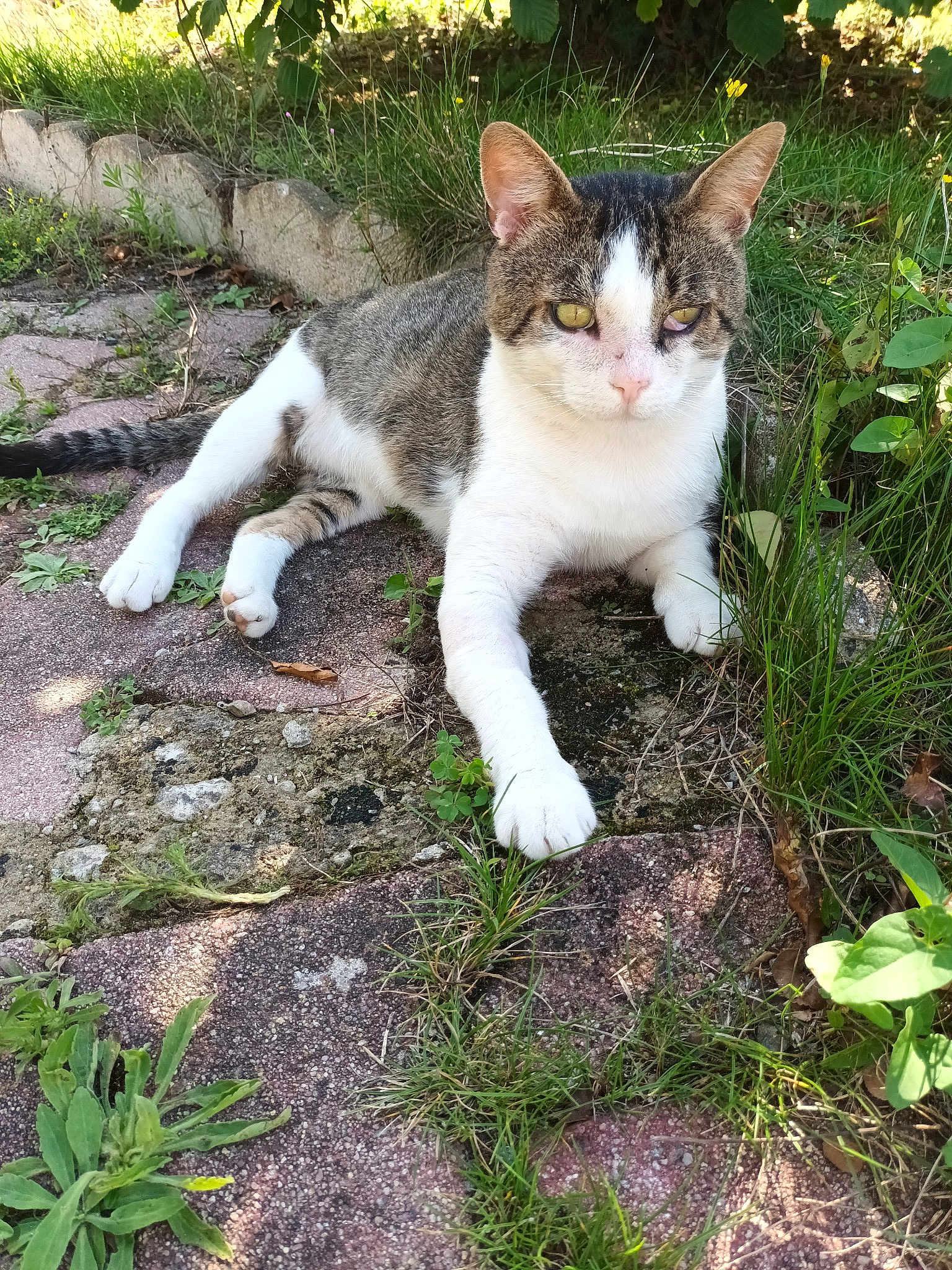 Le Chat