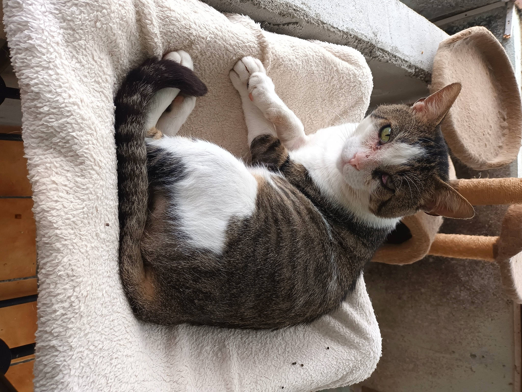 Le Chat participe au concours pour gagner de l'argent avec cette photo : carnivore, cat, cat_supply, claw, comfort, domestic_short_haired_cat, fawn, felidae, fur, grey, nap, paw, small_to_medium_sized_cats, snout, tail, whiskers, wood