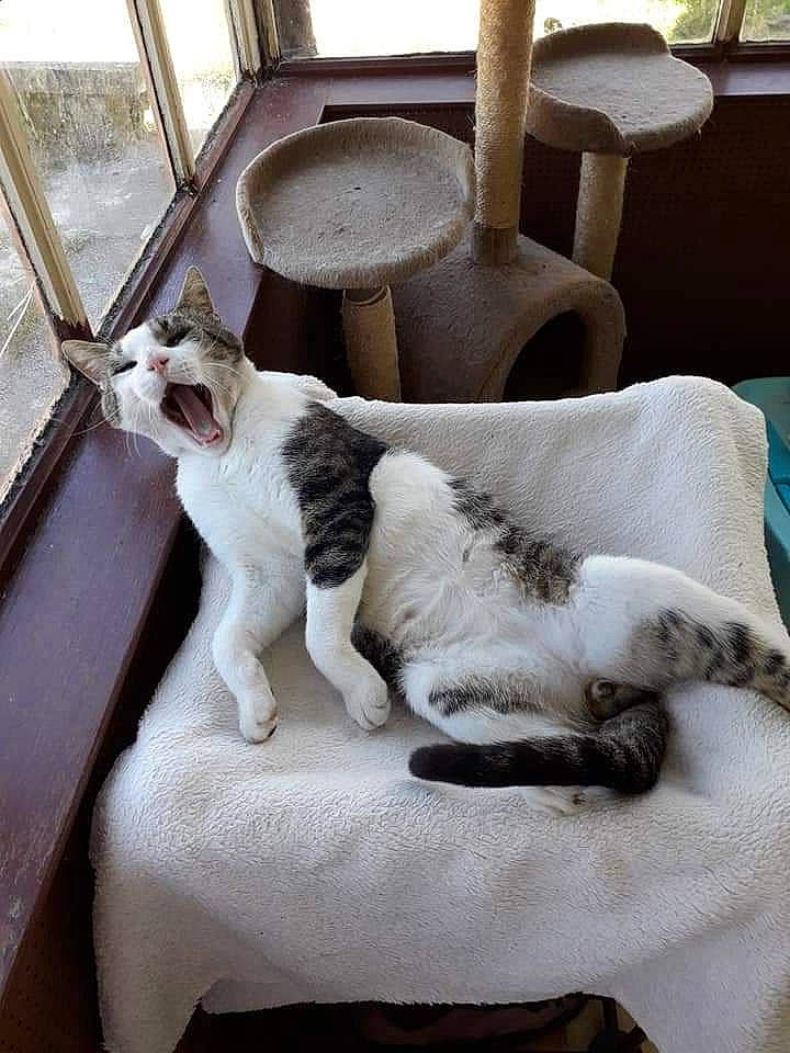 Le Chat participe au concours pour gagner de l'argent avec cette photo : carnivore, cat, cat_furniture, cat_supply, collar, comfort, companion_dog, domestic_short_haired_cat, fawn, felidae, fur, linens, paw, pet_supply, room, small_to_medium_sized_cats, tail, whiskers, window, wood