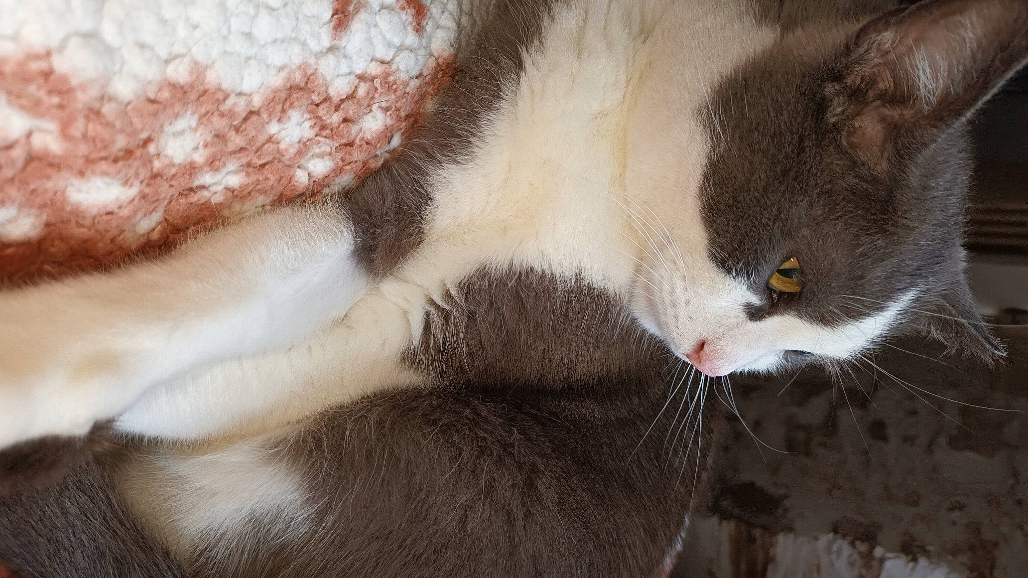 Lucky a rejoint le concours — aidez-le/la à gagner de superbes lots ! carnivore, cat, claw, comfort, domestic_short_haired_cat, felidae, fur, paw, small_to_medium_sized_cats, snout, tail, terrestrial_animal, whiskers