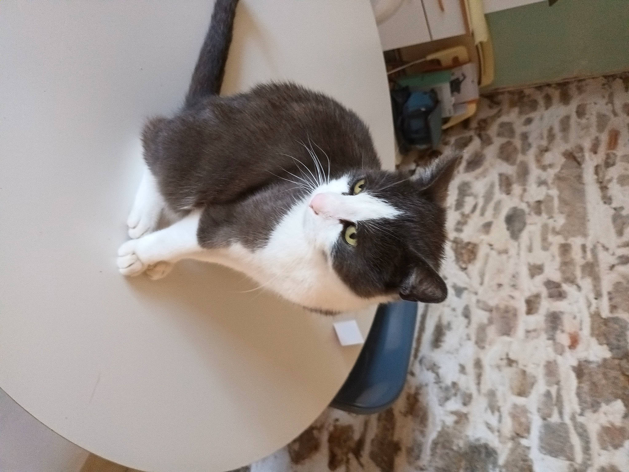 Lucky a rejoint le concours — aidez-le/la à gagner de superbes lots ! box, cardboard, carnivore, cat, claw, comfort, domestic_short_haired_cat, felidae, flooring, fur, hardwood, paw, pet_supply, room, small_to_medium_sized_cats, tail, whiskers, wood