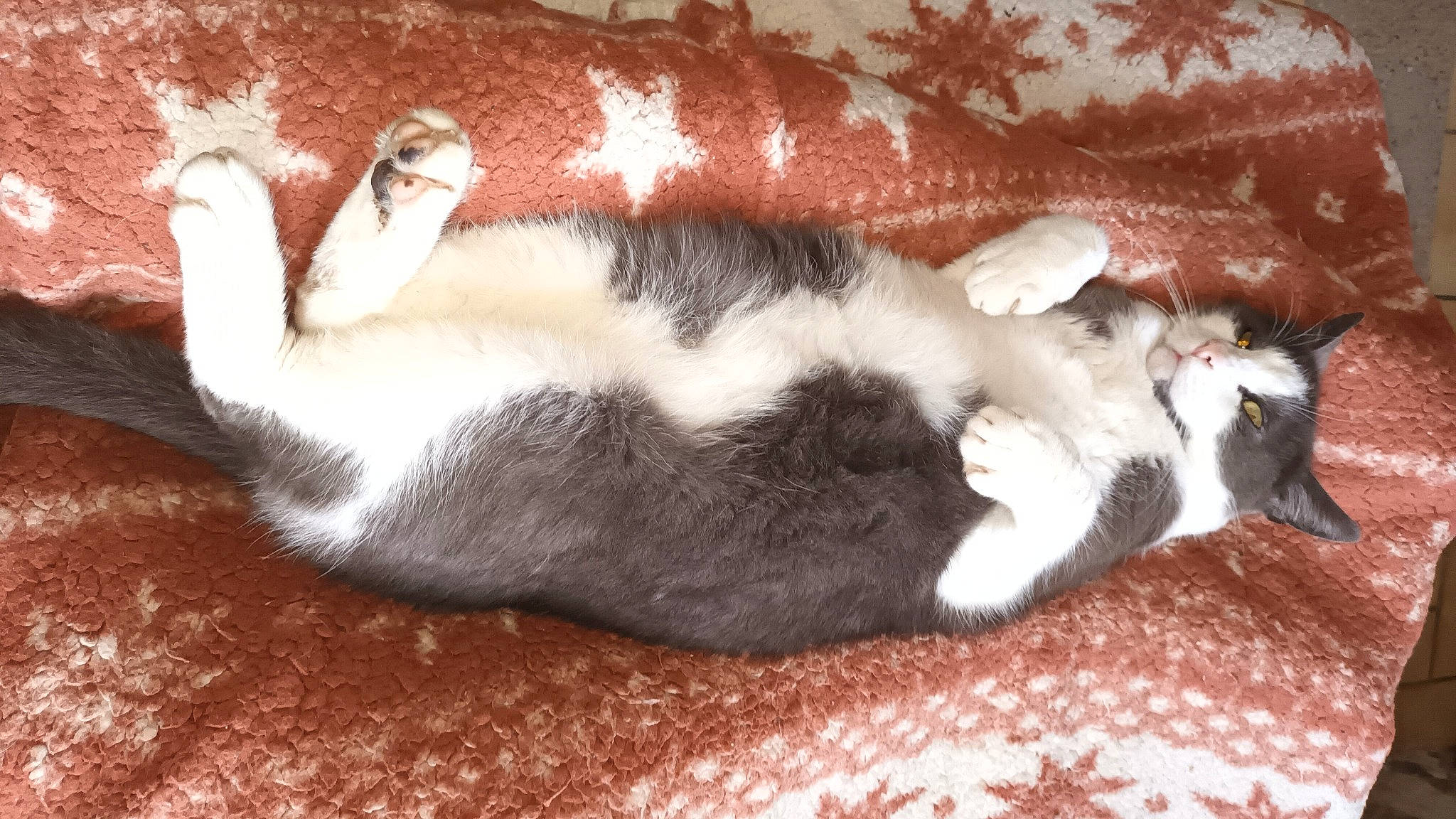 Lucky participe au concours pour gagner de l'argent avec cette photo : brown, carmine, carnivore, cat, comfort, dog_breed, domestic_short_haired_cat, felidae, fur, nap, paw, small_to_medium_sized_cats, tail, terrestrial_animal, whiskers