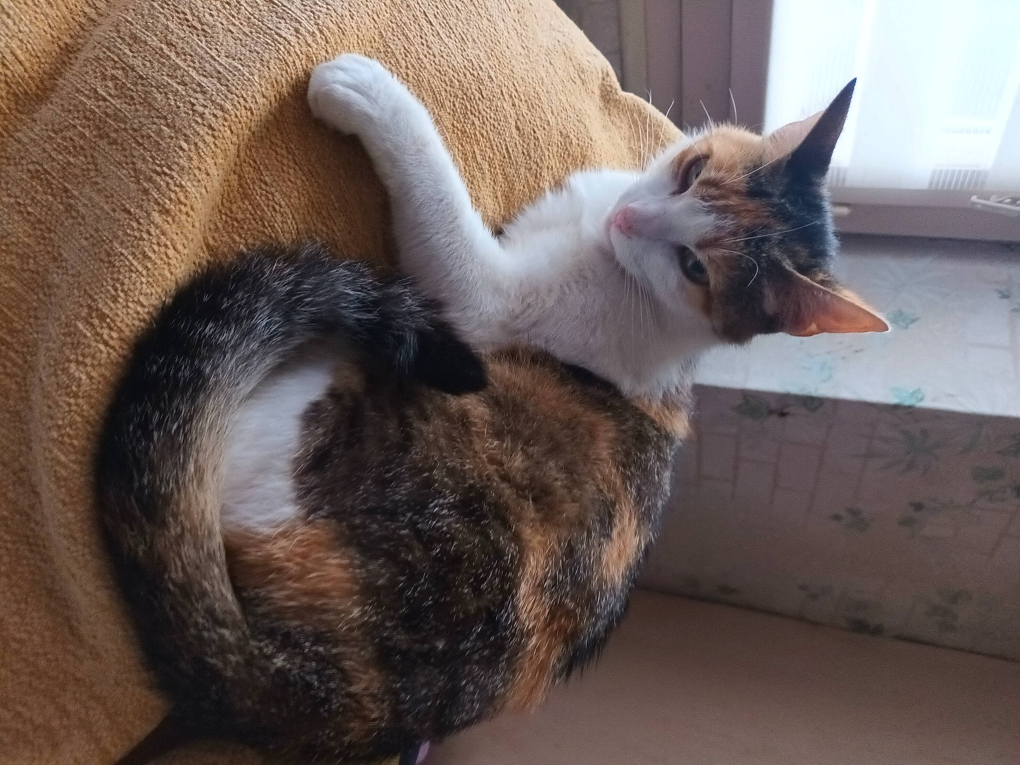 Oria a rejoint le concours — aidez-le/la à gagner de superbes lots ! carnivore, cat, claw, comfort, domestic_short_haired_cat, eye, felidae, fur, grey, hardwood, human_leg, nap, paw, plant, small_to_medium_sized_cats, snout, tail, tree, whiskers, wood