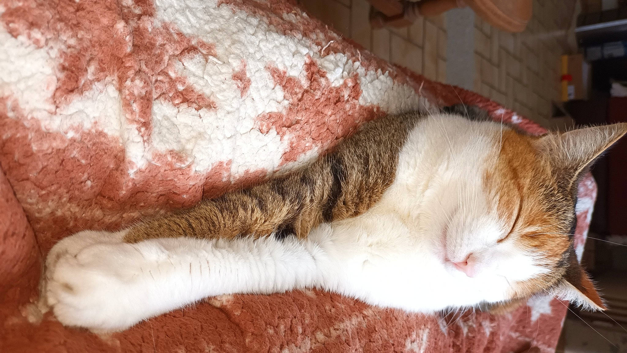 Oria participe au concours pour gagner de l'argent avec cette photo : carnivore, cat, domestic_short_haired_cat, fawn, felidae, fur, human_leg, paw, small_to_medium_sized_cats, snout, tail, whiskers, window