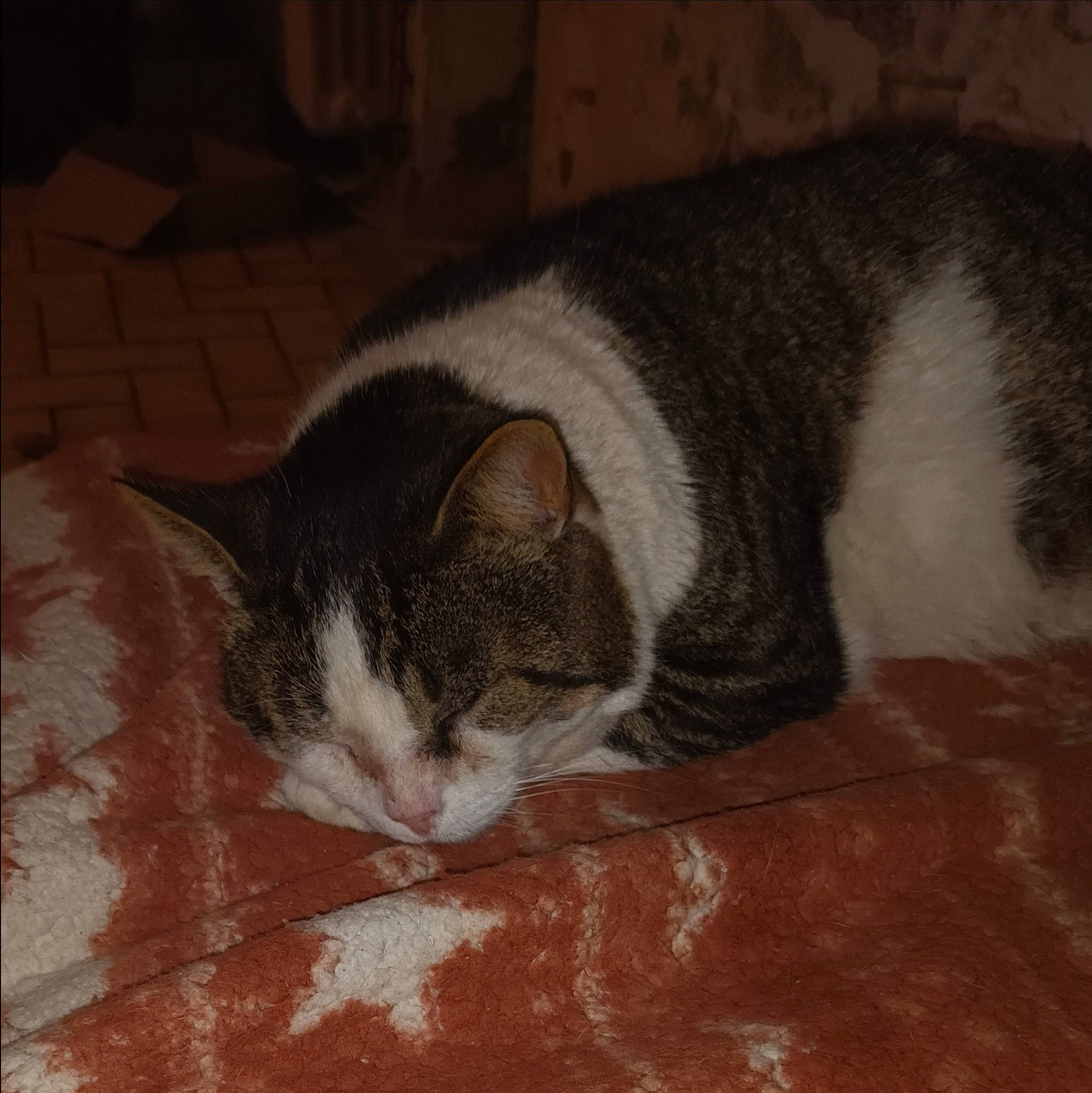 Bretzel a rejoint le concours — aidez-le/la à gagner de superbes lots ! brown, carnivore, cat, comfort, domestic_short_haired_cat, felidae, flooring, fur, grey, hardwood, paw, small_to_medium_sized_cats, snout, tail, whiskers, window, wood